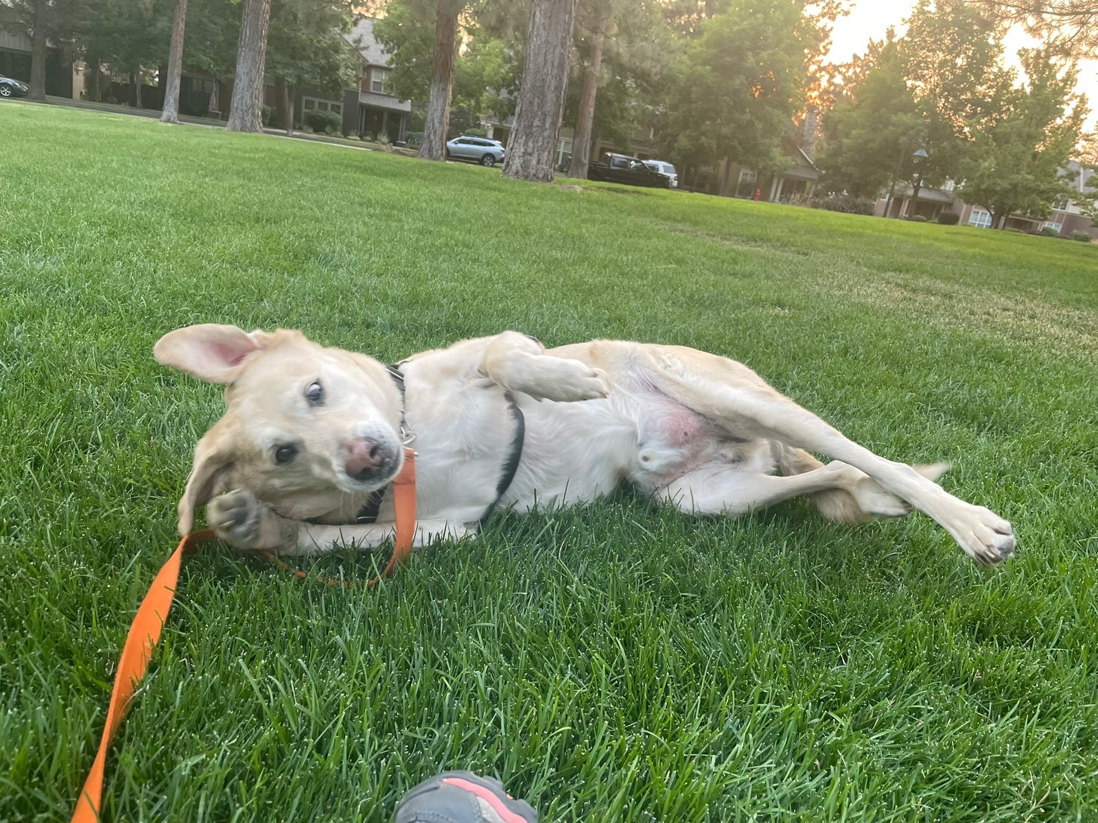 pet sitting Bend Oregon petsitting Rover dog cat care housesitting