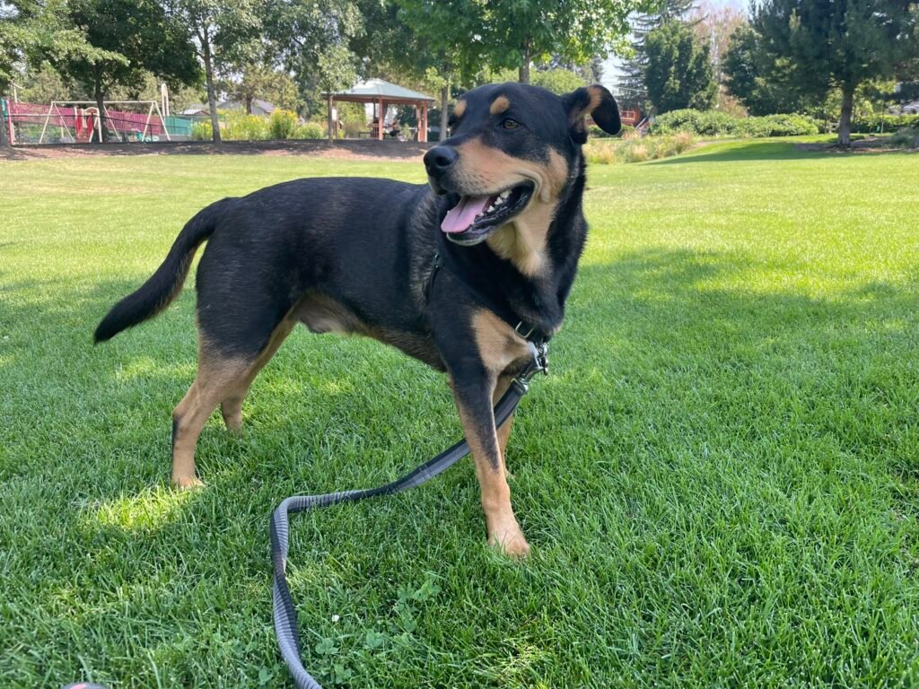 Pet sitting Bend Oregon Dog Cat House sitters housesitting Northwest Crossing Brookswood