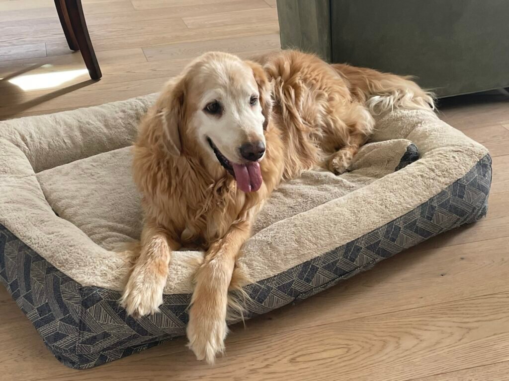 best pet sitting Bend Oregon Sisters Brookswood dog cat housesitting NorthWest Crossing