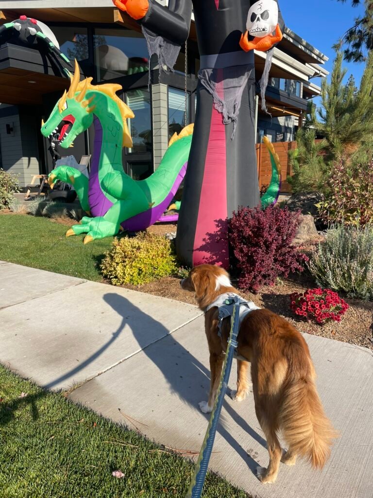 Pet adventures Bend Oregon pet sitters dog cat house sitters house sitting Northwest Crossing