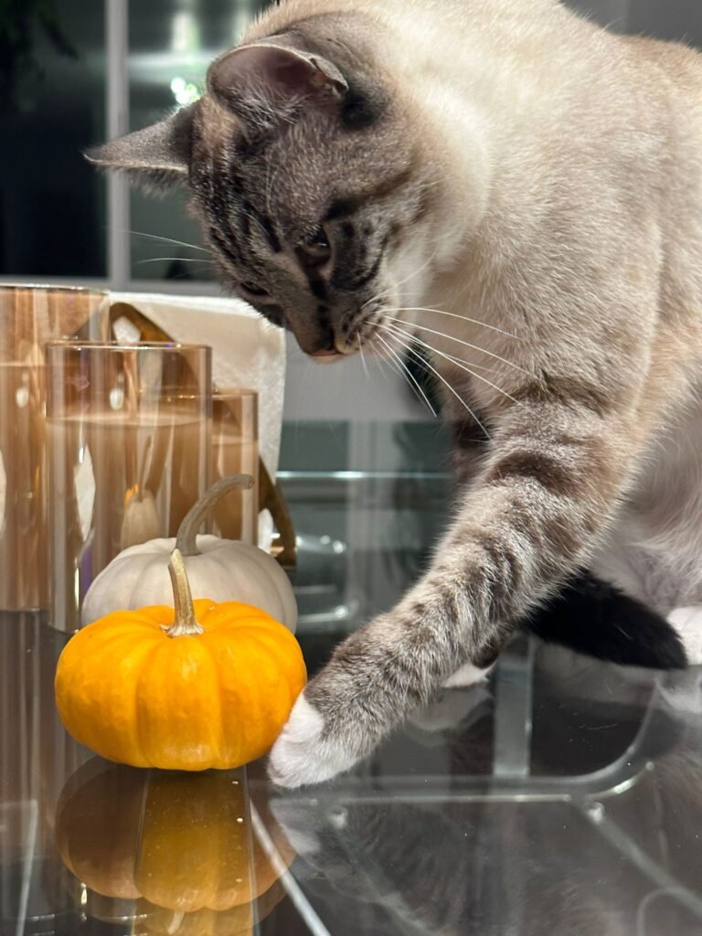 Tristed pet sitting Bend Oregon do cat house sitters housesitting Northwest Crossing